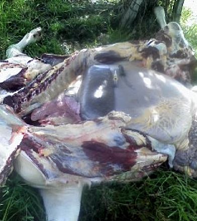 Image of bovine post-mortem with large spleen
